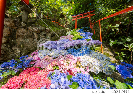京都府 紫陽花咲く柳谷観音 楊谷寺 京都府 紫陽花咲く柳谷観音 楊谷寺 135212496
