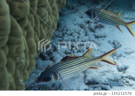 ウケグチイットウダイ 135212578