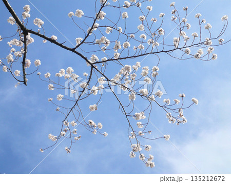 青空に咲いた桜の花 135212672