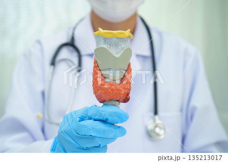 Hyperthyroidism, Overactive Thyroid, Thyroid Lymphoma, Asian doctor with thyroid gland human anatomy model in hospital. Hyperthyroidism, Overactive Thyroid, Thyroid Lymphoma, Asian doctor with thyroid gland human anatomy model in hospital. 135213017