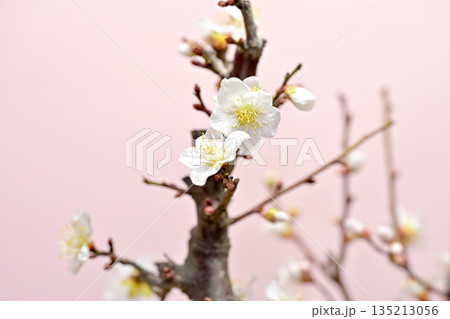 春の訪れを告げる梅の花 135213056