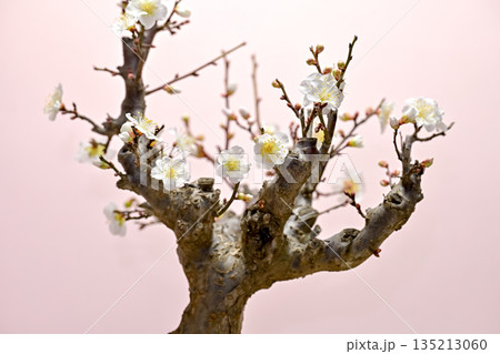 春の訪れを告げる梅の花 春の訪れを告げる梅の花 135213060