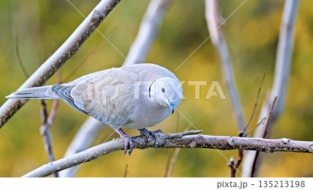Eurasian Collared Dove (Streptopelia decaocto), Greece 135213198