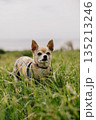 small dog stands in field overgrown with grass. dog is wearing a sweater and she is looking at camera.  135213246