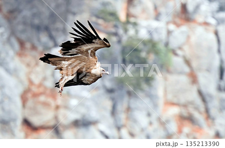Griffon Vulture (Gyps fulvus), Crete, Greece Griffon Vulture (Gyps fulvus), Crete, Greece 135213390