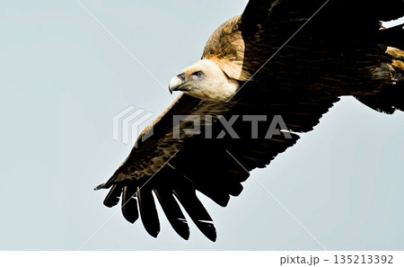 Griffon Vulture (Gyps fulvus), Crete, Greece Griffon Vulture (Gyps fulvus), Crete, Greece 135213392