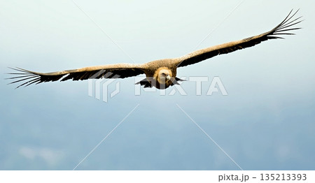 Griffon Vulture (Gyps fulvus), Crete, Greece 135213393