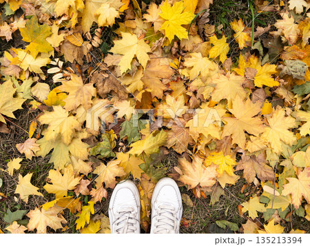 White old leather sneakers on the fallen autumn leaves. White old leather sneakers on the fallen autumn leaves. 135213394