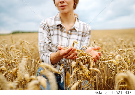 A young woman farmer sorts through golden ripe ears of wheat in the field. Gardening concept. A young woman farmer sorts through golden ripe ears of wheat in the field. Gardening concept. 135213437