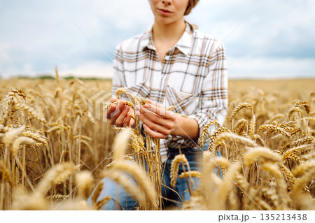 A young woman farmer sorts through golden ripe ears of wheat in the field. Gardening concept. A young woman farmer sorts through golden ripe ears of wheat in the field. Gardening concept. 135213438