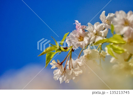 青空に映える桜 135213745