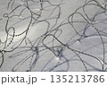 Barbed wire on snow 135213786