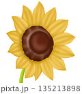 sunflower with sunflower 135213898