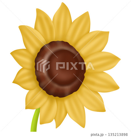 sunflower with sunflower 135213898