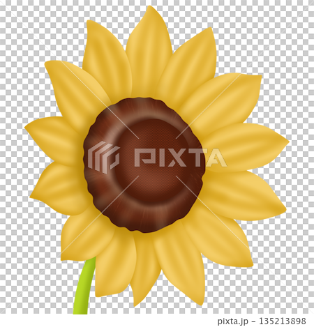 sunflower with sunflower 135213898