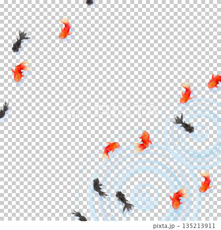 上から見た金魚と水面の波紋　ミニマルな和風イラスト 135213911
