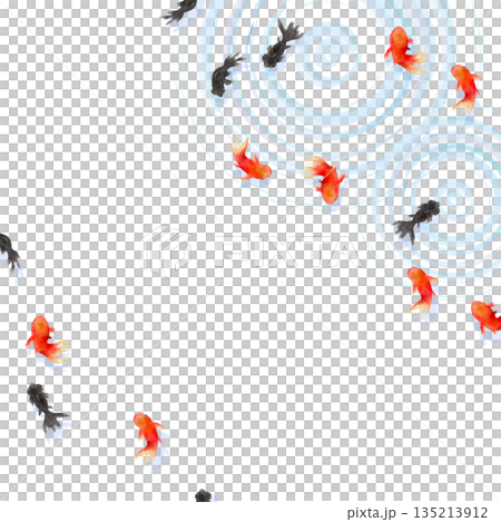上から見た金魚と水面の波紋　ミニマルな和風イラスト 135213912