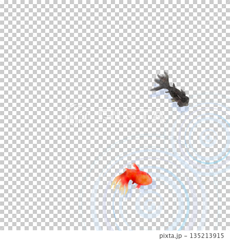 上から見た金魚と水面の波紋　ミニマルな和風イラスト 135213915