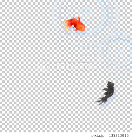 A minimalist Japanese-style illustration of goldfish and ripples on the water surface seen from above A minimalist Japanese-style illustration of goldfish and ripples on the water surface seen from above 135213916