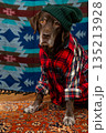 Labrador Retriever Dog in red shirt green hat sits on floor, sad face against colored background.  135213928