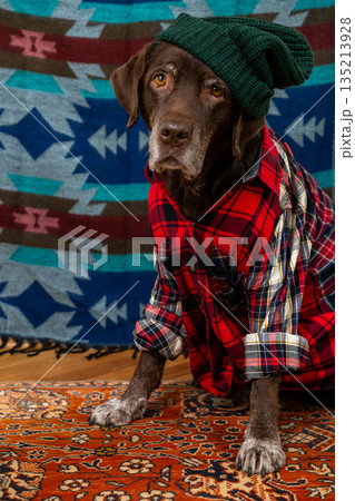Labrador Retriever Dog in red shirt green hat sits on floor, sad face against colored background. Labrador Retriever Dog in red shirt green hat sits on floor, sad face against colored background. 135213928