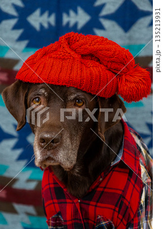 Labrador Retriever Dog in a red shirt and hat sits on the floor with sad face. Labrador Retriever Dog in a red shirt and hat sits on the floor with sad face. 135213931
