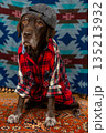 Labrador Retriever Dog in red shirt and gray baseball cap sits on floor with sad face. 135213932