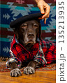 Labrador Retriever dog in a red shirt and black beret is lying on floor with sad face. 135213935