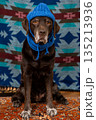 Labrador Retriever Dog in blue hat and scarf sits on floor with sad face against colored background. 135213936