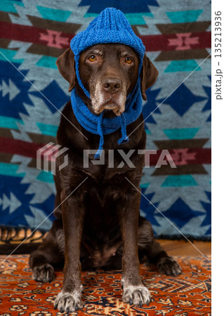 Labrador Retriever Dog in blue hat and scarf sits on floor with sad face against colored background. Labrador Retriever Dog in blue hat and scarf sits on floor with sad face against colored background. 135213936