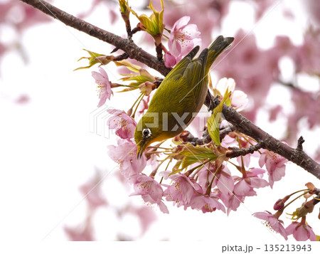 春の喜びに舞う、桜とメジロの至福のひととき 135213943