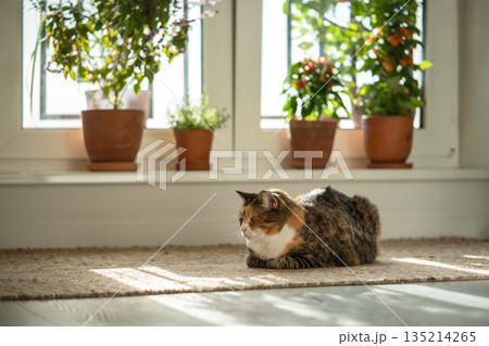 Calm cat with loaf position sits on jute rug at home. Cute kitty rest on floor surrounded by plants Calm cat with loaf position sits on jute rug at home. Cute kitty rest on floor surrounded by plants 135214265