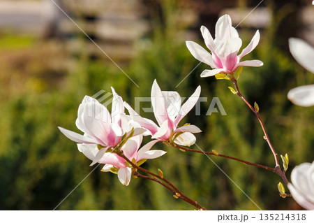 blooming branch of soulangeana plant in the uzhhorod garden or park. large pink flowers bathing in sunlight. nature background for april romance and longevity symbol blooming branch of soulangeana plant in the uzhhorod garden or park. large pink flowers bathing in sunlight. nature background for april romance and longevity symbol 135214318