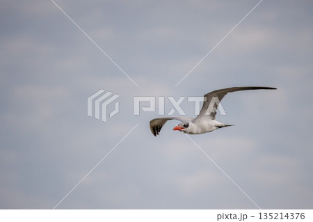 White cheeked tern flying against overcast sky in Egypt, seabird in smooth gliding flight with spread wings and wide copy space for travel or nature concepts White cheeked tern flying against overcast sky in Egypt, seabird in smooth gliding flight with spread wings and wide copy space for travel or nature concepts 135214376