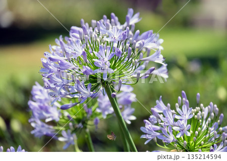 Blossom African lily (lat.- Agapanthus africanus) 135214594