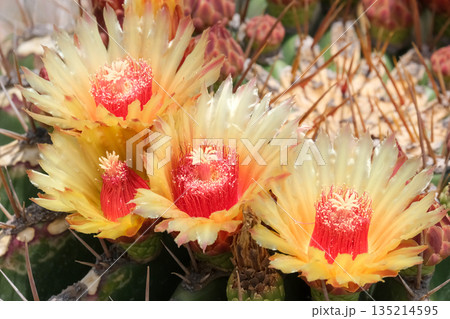 Blossom of Ferocactus from Mexico (Ferocactus pottsii) 135214595