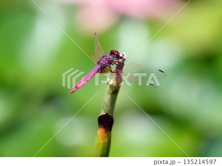 Red-veined darter or nomad (lat.- Sympetrum fonscolombii) Red-veined darter or nomad (lat.- Sympetrum fonscolombii) 135214597