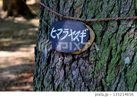 明石公園のヒマラヤスギ 名板 明石公園のヒマラヤスギ 名板 135214656