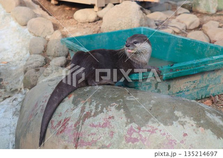 岩の上でまったりくつろぐカワウソの午後 岩の上でまったりくつろぐカワウソの午後 135214697