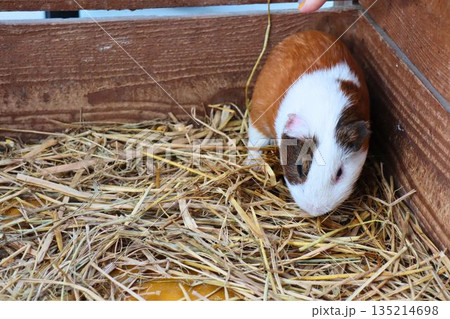 ふわふわモルモット、干し草の中でほっこりタイム 135214698