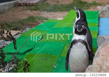 人工芝の上を歩くペンギンたちの可愛い日常 135214699
