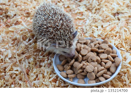 もぐもぐタイム!木くずの中で食事するハリネズミ もぐもぐタイム!木くずの中で食事するハリネズミ 135214700