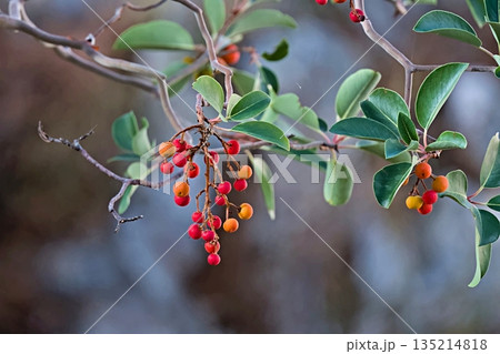 Arbutus andrachne, also known as Greek Strawberry Tree, Crete Arbutus andrachne, also known as Greek Strawberry Tree, Crete 135214818