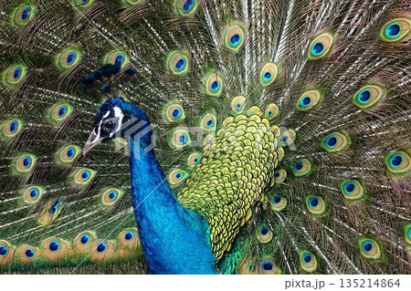 華麗に羽を広げるクジャクの姿 135214864