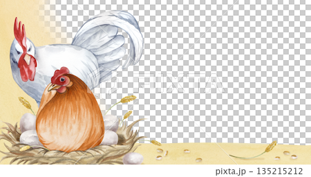 Horizontal frame with a white rooster and a brown laying hen on an isolated background. Watercolor illustration of a chicken family in a poultry yard in natural colors. Realistic birds for Easter 135215212