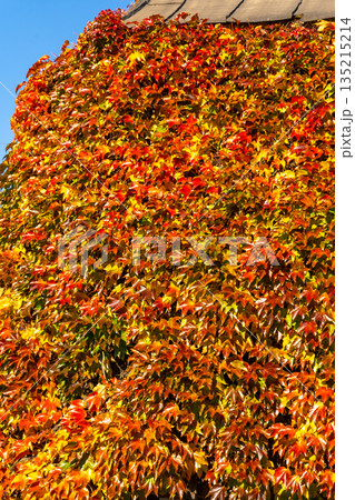 Orange Autumn leafy background. Weaving ivy plant on house wall. Leaves of Japanese Ivy or Boston ivy Vitaceae Parthenocissus tricuspidata Veitchii. Wilder Wein. Botanical flora. Orange Autumn leafy background. Weaving ivy plant on house wall. Leaves of Japanese Ivy or Boston ivy Vitaceae Parthenocissus tricuspidata Veitchii. Wilder Wein. Botanical flora. 135215214