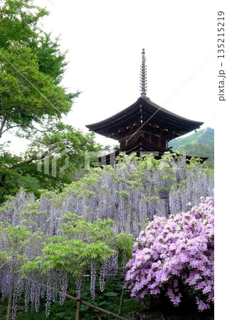 藤の花と三重塔が彩る日本の春景色 藤の花と三重塔が彩る日本の春景色 135215219