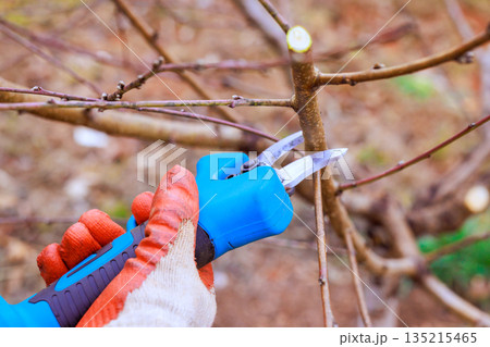 Gardener uses garden electric shears to prune branches in backyard during winter season. 135215465