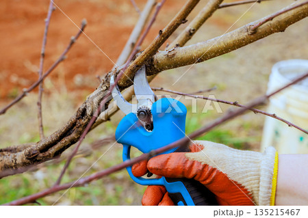 Hand gardener cuts branch using pruning shears in garden, preparing plants for coming spring season. 135215467