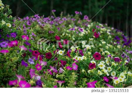 A mix of blooming flowers with pink, white and purple, in the garden 135215533